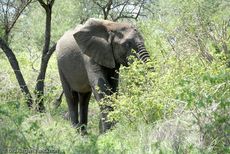 Afrikanischer Elefant (5 von 131).jpg